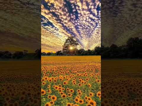 sunflower and beautiful sky with running cloud #shorts #youtubeshorts #beautiful #awesome