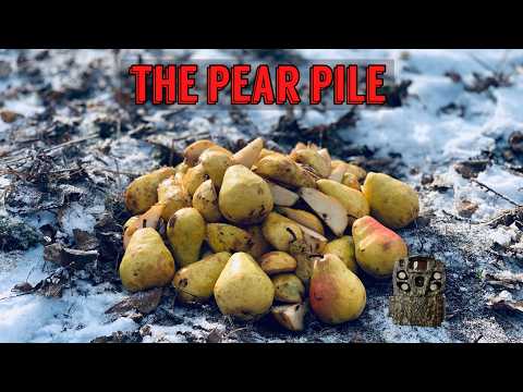 We Left a PILE OF PEARS in the Woods. Heres what happened! Trail Camera: The Pear Pile