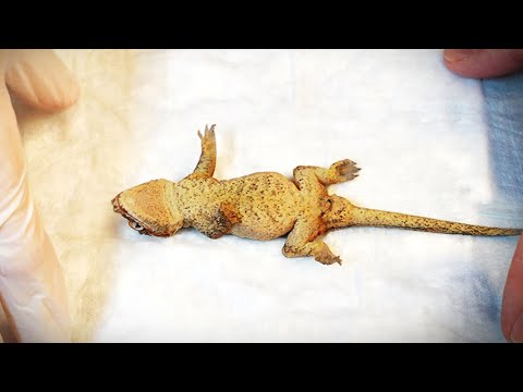 The Tragic Passing of My Favorite Gecko. Here's what went wrong.