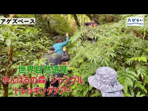 約3分でわかる！【沖縄本島やんばる】現地在住者が実際に体験！世界自然遺産"やんばる"の森を大冒険！トレッキングツアー