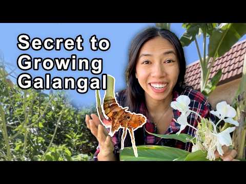 You Won't Believe What I Used to Supercharge My Galangal Ginger!