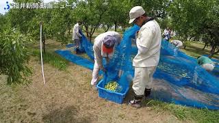 ナツメ実る秋　福井市棗地区