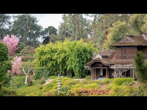 Walking the Japanese Garden on a Crisp Early Spring Morning (in 4K)