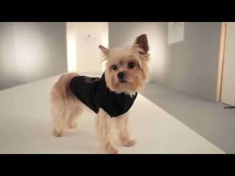 Strike-A-Paws 2014 - Wag-A-Tude Black Skull Studded Hoodie