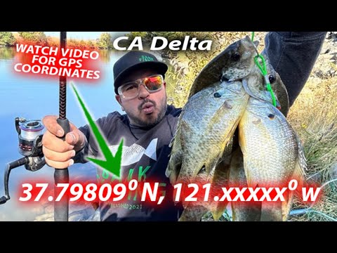 Fishing DELTA Honey Hole NONSTOP Action‼️#fishing #fun #funny #delta #fish #new #video #bankfishing