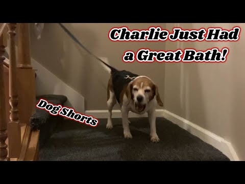 Charlie Just Had a Great Bath! | Dog Shorts