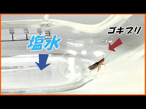 蟻戦争Ⅲ＃220 ゴキブリが「塩水」の海を何時間泳げるか検証したら、ヤバい結果になった・・・。  編～cockroach swimming～