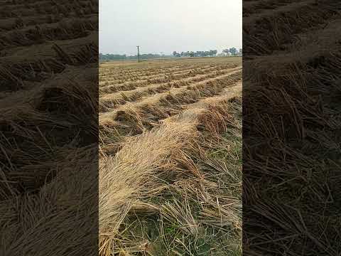 ধান কাটা😍😘#cuttingpaddy#paddy#paddyfield#videos#youtubueshorts#youtubeshort#shorts