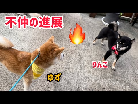 柴犬の不仲コンビに進展がありました！