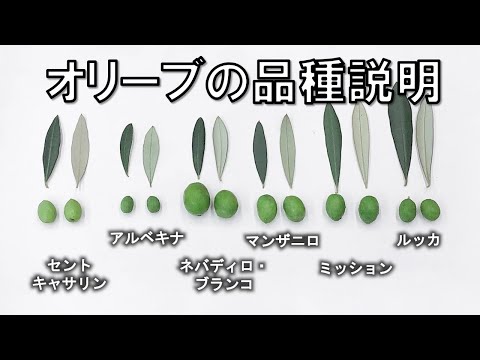 オリーブの品種別説明