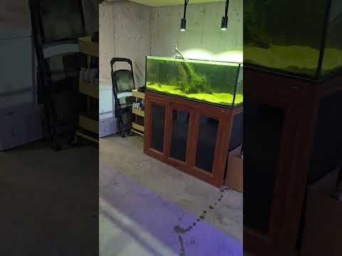 Some new fish who need a home