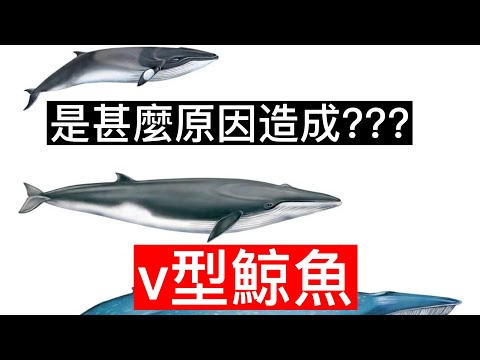 |西班牙海上彎成V型的鯨魚|受傷原因成謎|同樣案例每年有2萬頭 |#談天說地 #鯨魚#西班牙