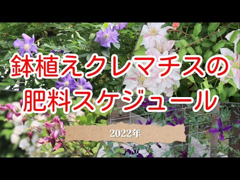 鉢植えクレマチスの肥料スケジュール