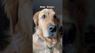 MY DOGS DIARY 📔 #dog #dogshorts #funnydogs #dogsoftiktok # #pets  #deardiary