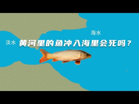 黄河的水流入大海，大部分淡水鱼无法在海里生存，这些鱼会死吗？