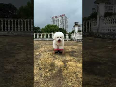 El talento de este perro sorprendió a todo el mundo 👏