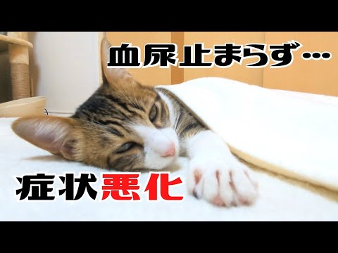 【病気の報告と今後について】飼い主失格かもしれません