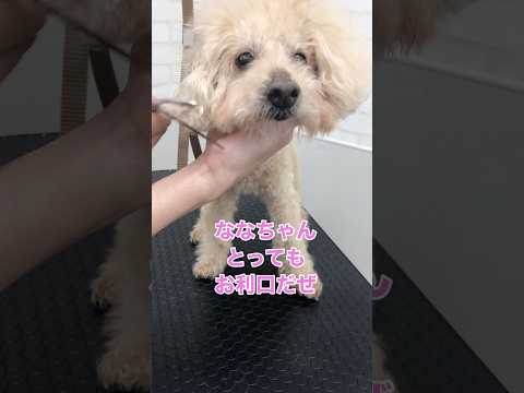 シニア犬あんしんコースのご紹介【１８歳のトイプードルななちゃん】#トリミング #トリミングサロン #トリマー #トイプードル #シニア犬