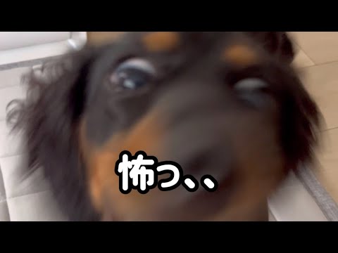 【ピーマンと犬型巨人】進撃の巨人に出てたような、笑　#shorts #犬 #dog