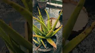 How to care alovera plant in rain #raipurcity #nature #barish #raipurdiaries