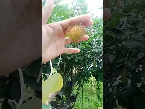 Rambutan #farming #shortvideos