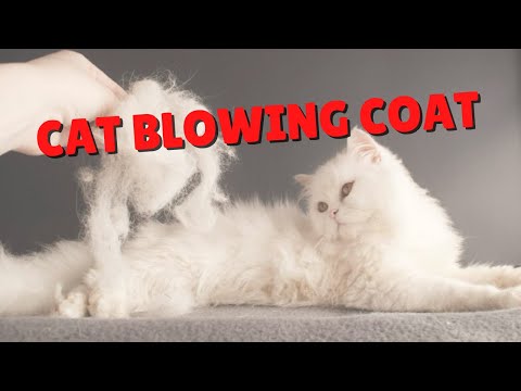 Cats Blowing Coats | Two Crazy Cat Ladies