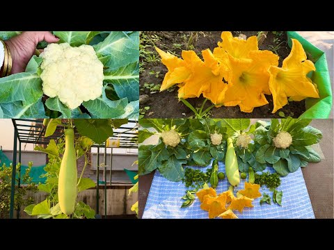 Massive Harvesting Of Organic Vegetables From My Terrace Garden 🌳// Harvesting Organic Vegetables