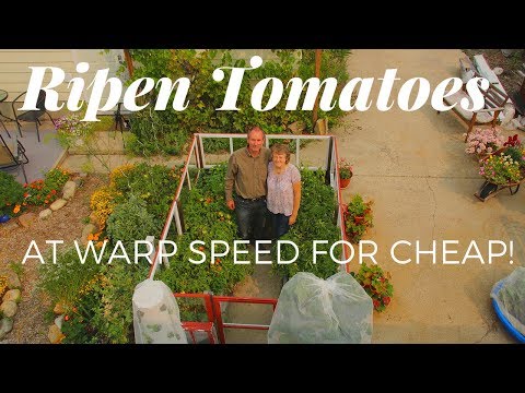 Ripen Your Tomatoes At Warp Speed With a Greenhouse Without A Roof