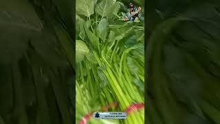 WINTER Spinach Selling Secrets EXPOSED