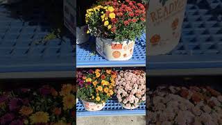 Clearance sale on chrysanthemum at Lowe’s #shorts #flowers  #chrysanthemumflower  #plantsale