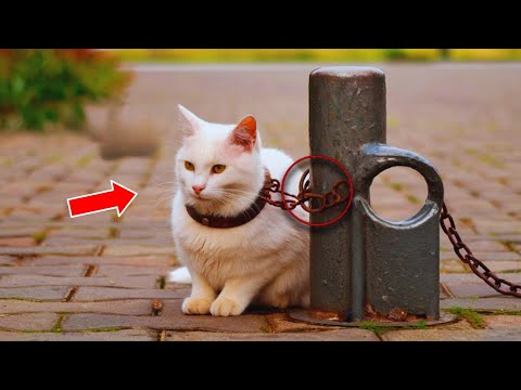 The owner put the cat on a chain and away he went! But then the incredible happened!