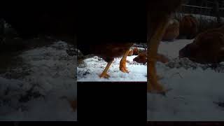 The Chickens trust the snow more and more