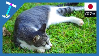 Love stray cats(kucing ) | Cat lying on the lawn | Sony α7S3 | Impressed Cat Video