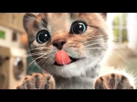 LITTLE KITTEN ADVENTURE 🎄⛄ SNOWLY CAT ANIMATION CARTOON FOR  TODDLERS | EDUCATION FOR KIDS ❄️