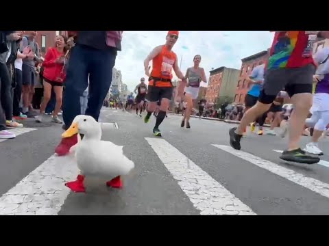 Wrinkle the Duck Runs NYC Marathon Again (and gets a medal)🏅🦆