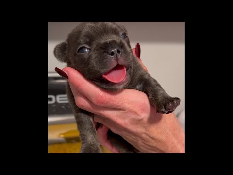 We are live with the Rescue Frenchie Litter! Puppies!! #frenchbulldog #puppy