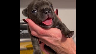 We are live with the Rescue Frenchie Litter! Puppies!! #frenchbulldog #puppy