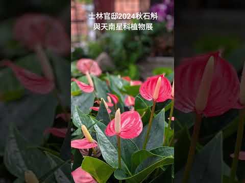 士林官邸2024秋石斛與天南星科植物展