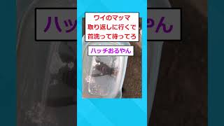 【2ch面白いスレ】オオスズメバチの女王捕まえたｗｗｗ