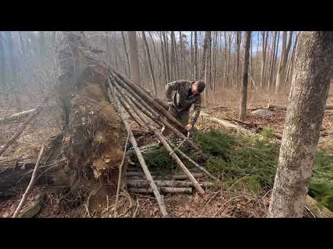 Survival shelter out of a fallen tree! #survival #shelterbuilding #bushcraft