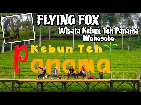 KEBUN TEH PANAMA WONOSOBO | BERMAIN FLYING FOX & ATV