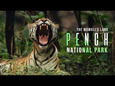 Pench National Park | The Mowgli's Land | We Saw a Tiger Kill During Safari