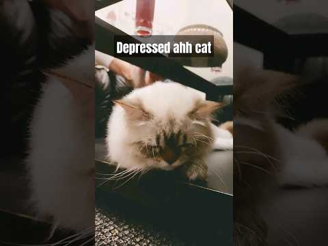 most depressed cat fr 😔😔#cat #depression #despress