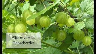 All about gooseberries and what to do with them