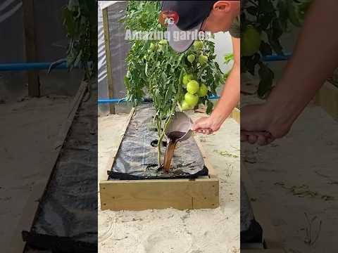 From this top dressing, tomatoes grow right before our eyes #tomatoes #tomato #topdressing