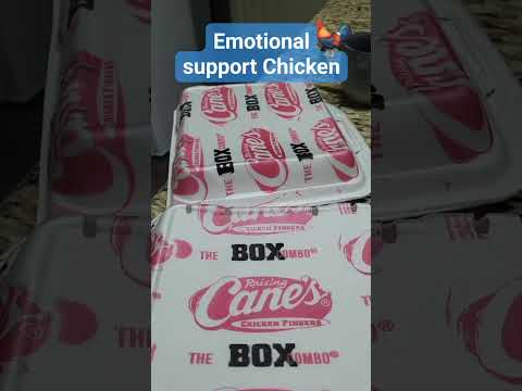 Emotional Support Chicken #raisingcanes #emotionalsupport #animals #chicken