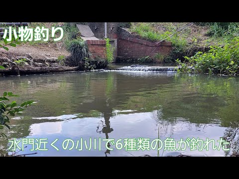 【Micro Fishing】水門近くの用水路で6種類の魚が釣れた　カネヒラも