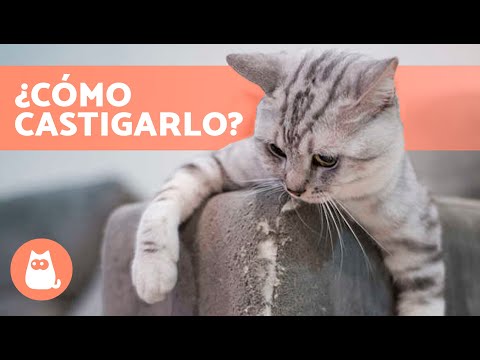 ¿Cuándo y cómo CASTIGAR a tu GATO cuando SE PORTA MAL?😾💥