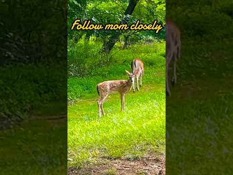 A fawn follows its mom closely | Horizons_視野 | deer | doe | fawn | white-tailed deer | wildlife