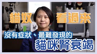 沒有症狀的貓咪腎衰竭該怎麼發現和治療？｜MORESON 木入森